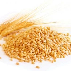 Wheat(Triticum)